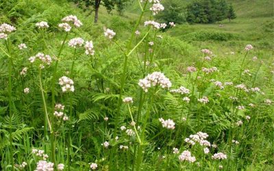 Poziv na radionicu: odoljen (valerijana) u subotu 21. svibnja u 8 sati