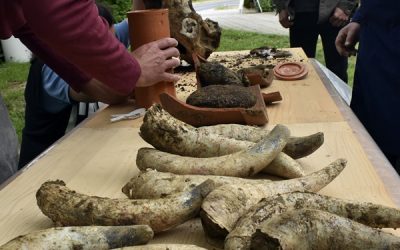 Želite biti biodinamički poljoprivrednik? Trebat će vam kravlji rog punjen gnojem