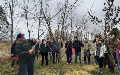 Centar dr. Rudolfa Steinera organizirao radionicu rezidbe starih sorata voćaka
