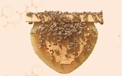 Poziv na besplatno online predavanje Prvi koraci do biodinamičkog pčelarstva